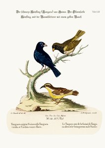 Il fanello nero, il fanello color oliva e il rampichino dal ventre giallo, 1749-73